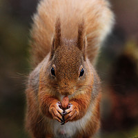 Buy canvas prints of Red Squirrel Feeding by Geoffrey Matthews