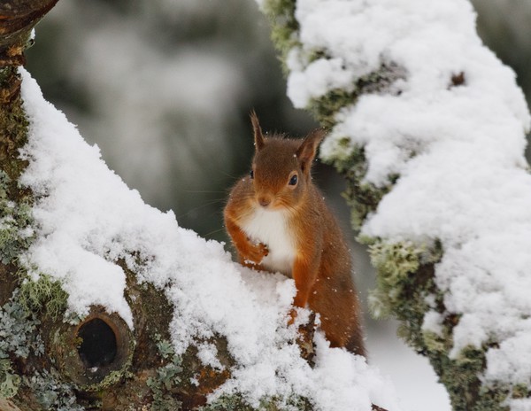 Winter foraging  Picture Board by Geoffrey Matthews