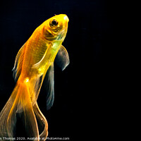 Buy canvas prints of Goldfish in black background by Robinson Thomas