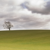 Buy canvas prints of Lonely Tree by Jason Tait