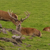Buy canvas prints of Oh Deer by Jason Tait