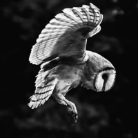 Buy canvas prints of  Mono  Barn Owl in Flight by Jason Tait