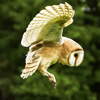 Buy canvas prints of  Barn Owl in Flight by Jason Tait