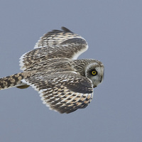 Buy canvas prints of  flying owl by mark chidwick