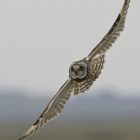 Buy canvas prints of  hunting owl by mark chidwick