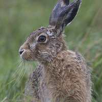 Buy canvas prints of  soggy hare by mark chidwick