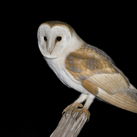 Buy canvas prints of barn owl  by mark chidwick
