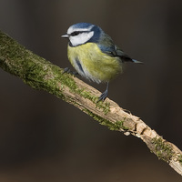 Buy canvas prints of  blue tit by mark chidwick