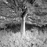 Buy canvas prints of  the lonely b&w tree by naz kearney