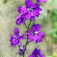 Buy canvas prints of  the wild orchid by naz kearney