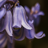Buy canvas prints of  Blue bell by zoey turrell