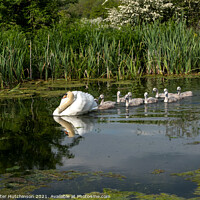 Buy canvas prints of Swan and cygnets by Daryl Peter Hutchinson