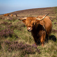 Buy canvas prints of Highland cattle by Daryl Peter Hutchinson