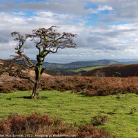 Buy canvas prints of A Hawthorn tree on Exmoor by Daryl Peter Hutchinson