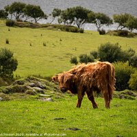 Buy canvas prints of Highland Calf. Bad hair day by Daryl Peter Hutchinson