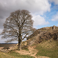 Buy canvas prints of Hadrians Wall and the Sycamore tree by Daryl Peter Hutchinson