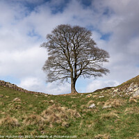 Buy canvas prints of Hadrians Wall and the Sycamore Tree by Daryl Peter Hutchinson