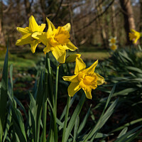 Buy canvas prints of Spring time daffodils by Daryl Peter Hutchinson