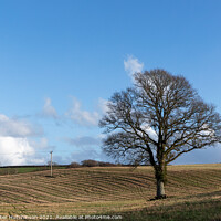Buy canvas prints of A lone tree by Daryl Peter Hutchinson