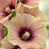 Buy canvas prints of  Peach Hollyhocks by Ashley Watson