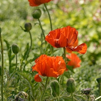 Buy canvas prints of  Sunny Red Poppies by Ashley Watson