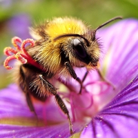 Buy canvas prints of  Bee on Pink by Ashley Watson