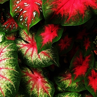 Buy canvas prints of  Tropical Leaf Explosion by Ashley Watson