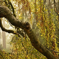 Buy canvas prints of  Misty Autumn Birch by Ashley Watson
