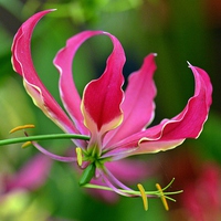 Buy canvas prints of  Beautiful Pink Lily by Ashley Watson