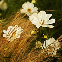 Buy canvas prints of  Cosmos and Grasses by Ashley Watson