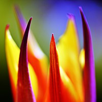 Buy canvas prints of Tulip Fire by Ashley Watson
