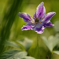 Buy canvas prints of Spring Anenome by Ashley Watson