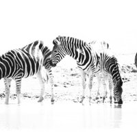Buy canvas prints of Zebra family drinking by Petronella Wiegman