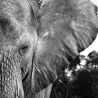 Buy canvas prints of  Elephant close-up by Petronella Wiegman