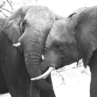 Buy canvas prints of  Elephant loving by Petronella Wiegman