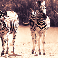 Buy canvas prints of  Playful zebras by Petronella Wiegman