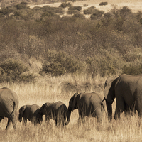 Buy canvas prints of  Elephant family by Petronella Wiegman