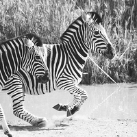 Buy canvas prints of  Running zebras by Petronella Wiegman