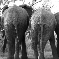 Buy canvas prints of  Elephants bums by Petronella Wiegman
