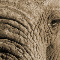 Buy canvas prints of  Elephant close-up by Petronella Wiegman