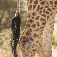 Buy canvas prints of  Giraffe legs by Petronella Wiegman