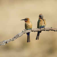 Buy canvas prints of  Bee eaters by Petronella Wiegman