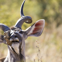 Buy canvas prints of  Kudu by Petronella Wiegman