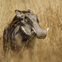 Buy canvas prints of  Warthog by Petronella Wiegman
