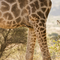 Buy canvas prints of  Giraffe by Petronella Wiegman