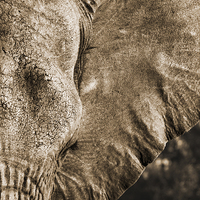 Buy canvas prints of Elephant close-up by Petronella Wiegman