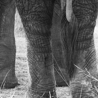 Buy canvas prints of  Elephants tail by Petronella Wiegman