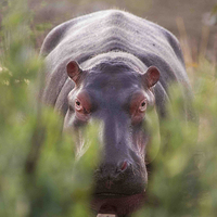 Buy canvas prints of  Hippo by Petronella Wiegman
