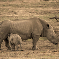 Buy canvas prints of White Rhino baby by Petronella Wiegman