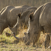 Buy canvas prints of 1, 2, 3 white rhinos by Petronella Wiegman